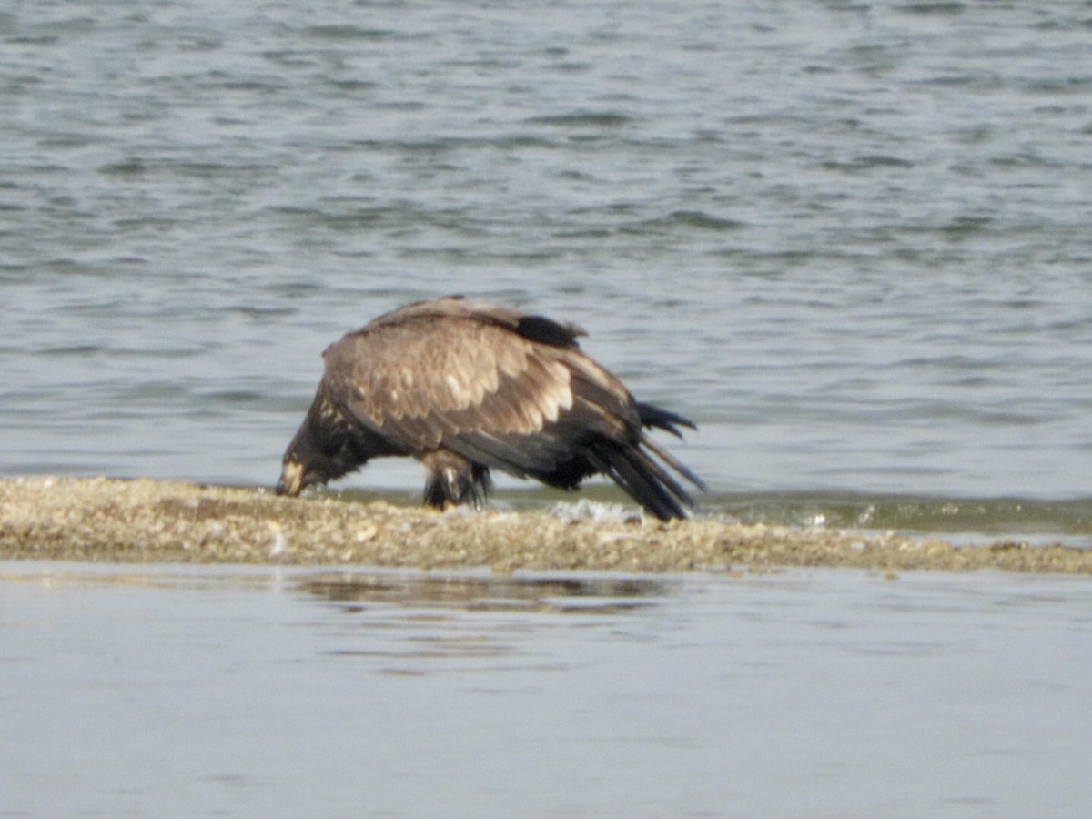 Bald Eagle - Lois Rockhill