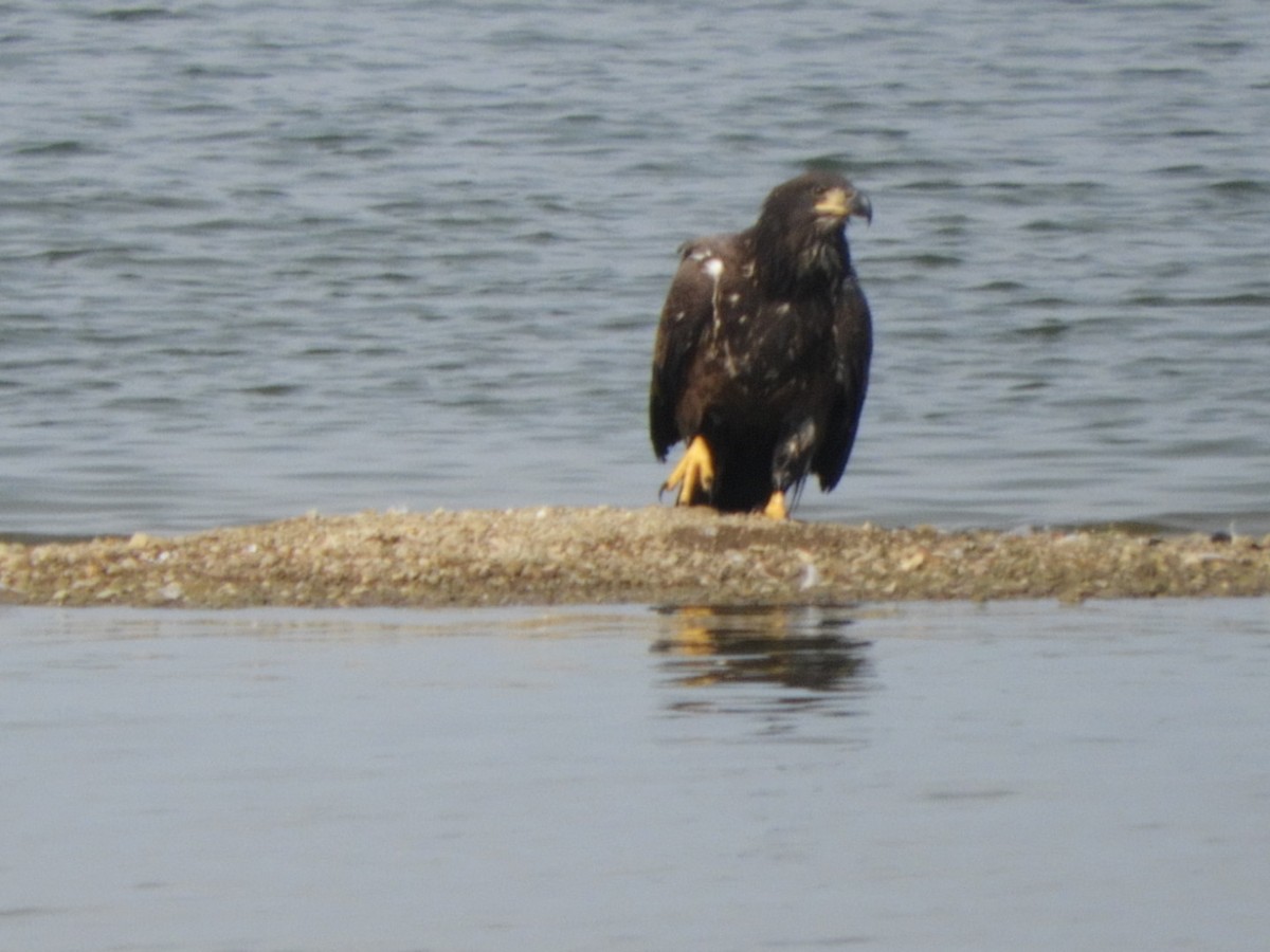 Weißkopf-Seeadler - ML369448951