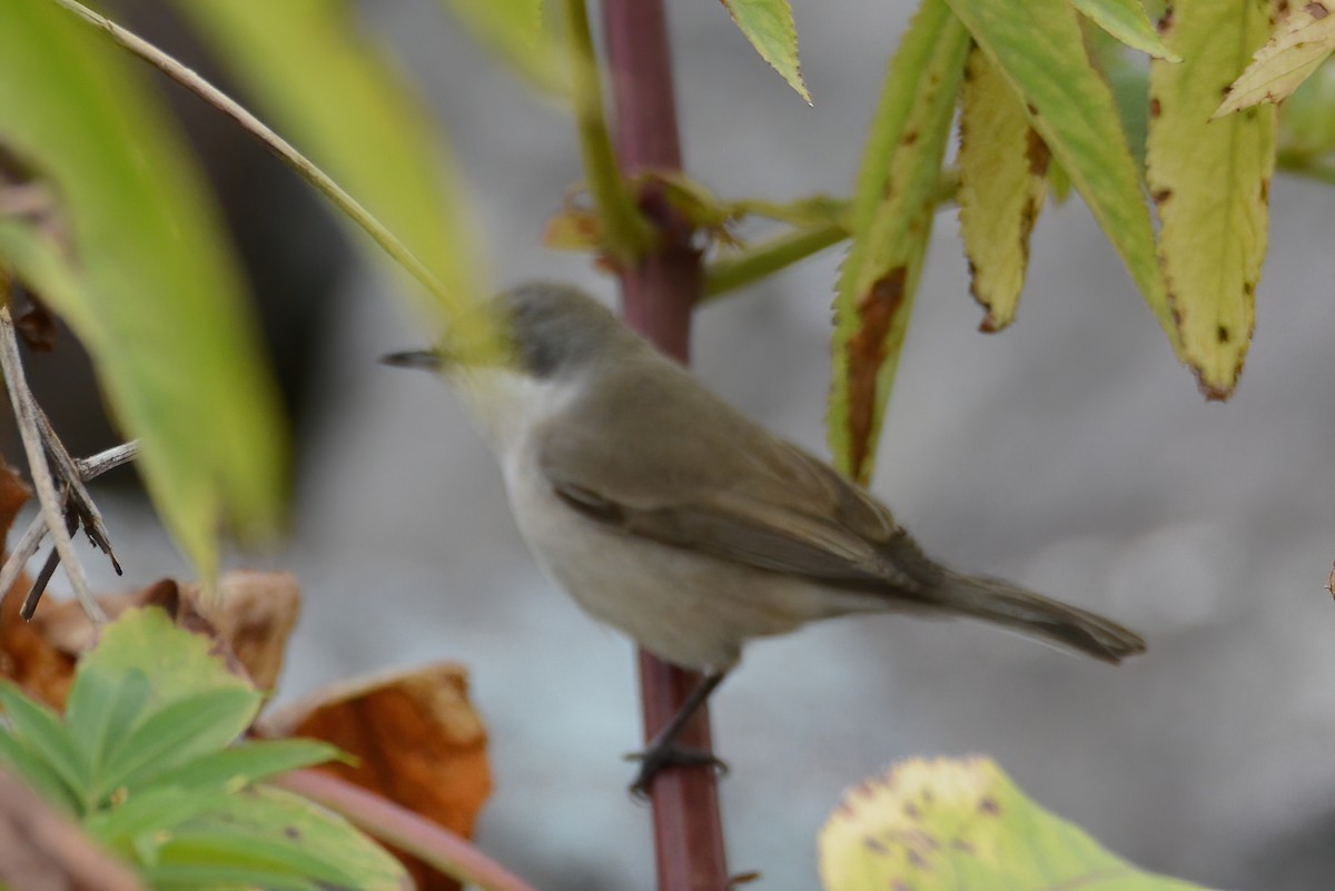 pěnice pokřovní - ML369451421