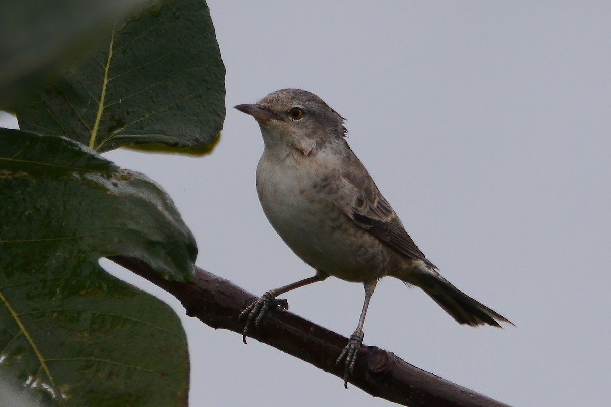 Barred Warbler - ML369451501