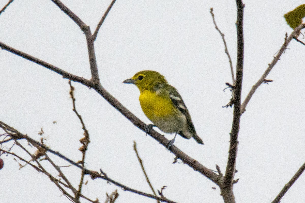 Yellow-throated Vireo - Tanya Smythe