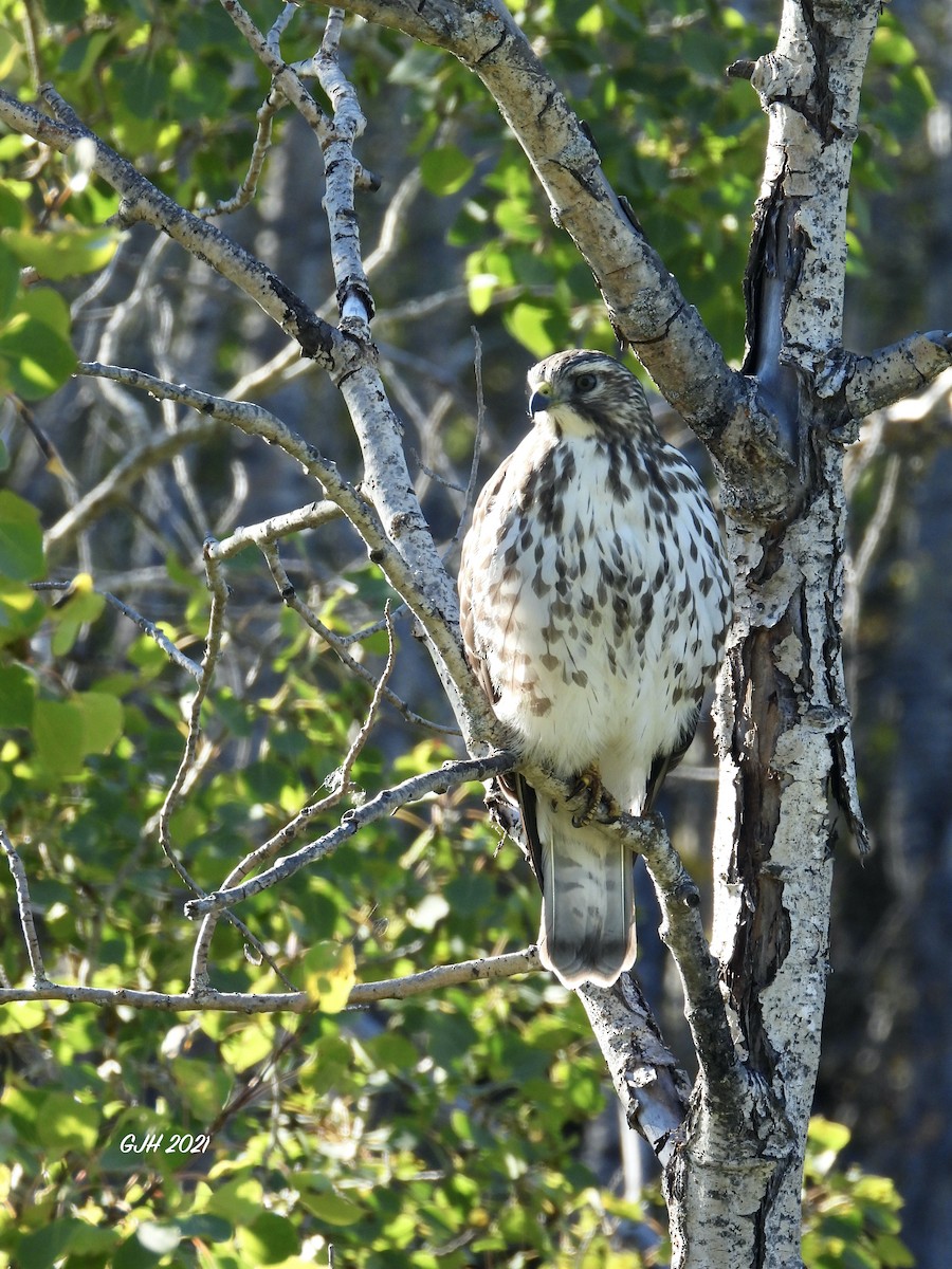 Broad-winged Hawk - George Halmazna