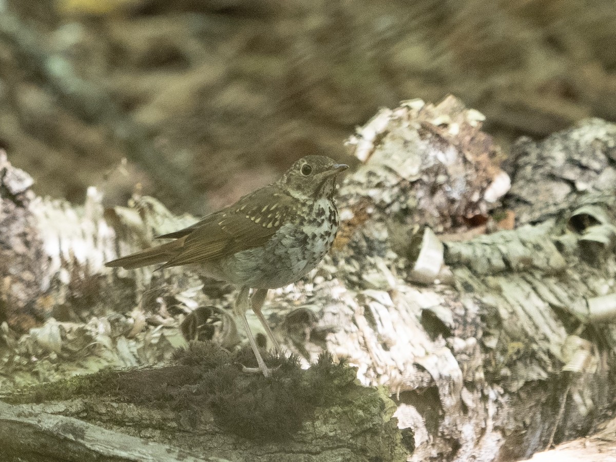 Hermit Thrush - ML369456171