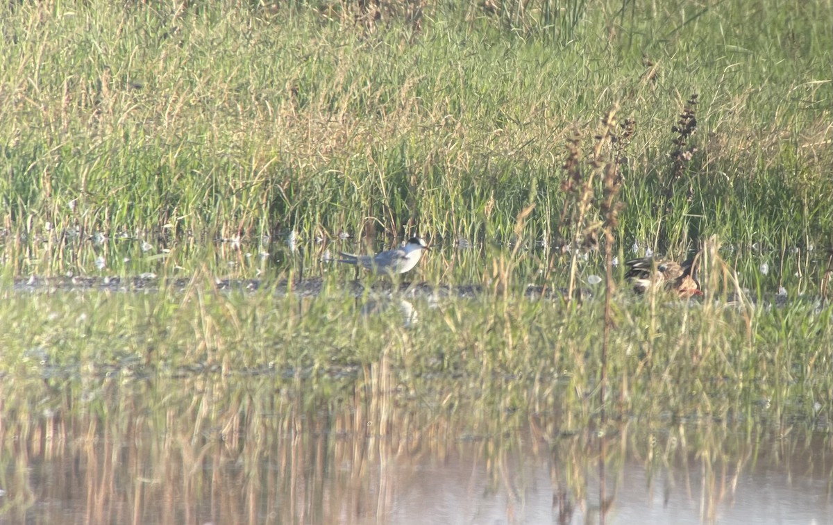 Common Tern - ML369456431