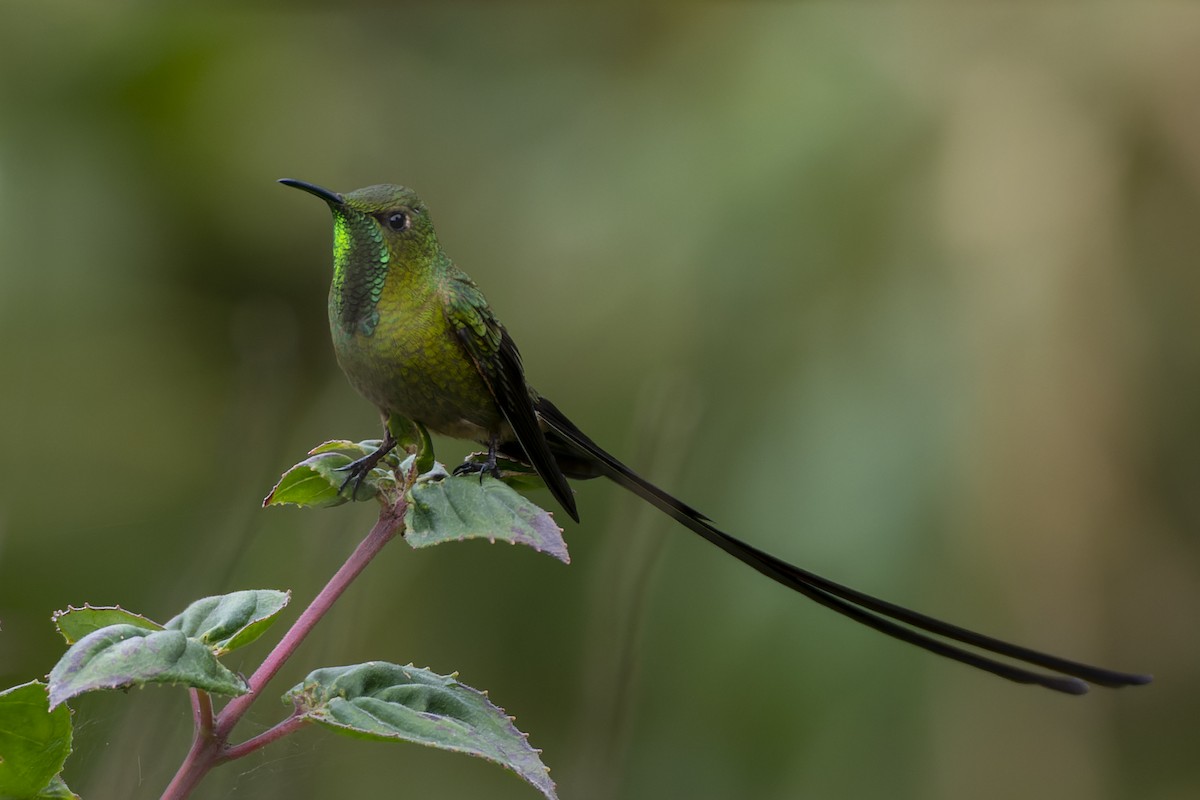 Black-tailed Trainbearer - Jeff Maw