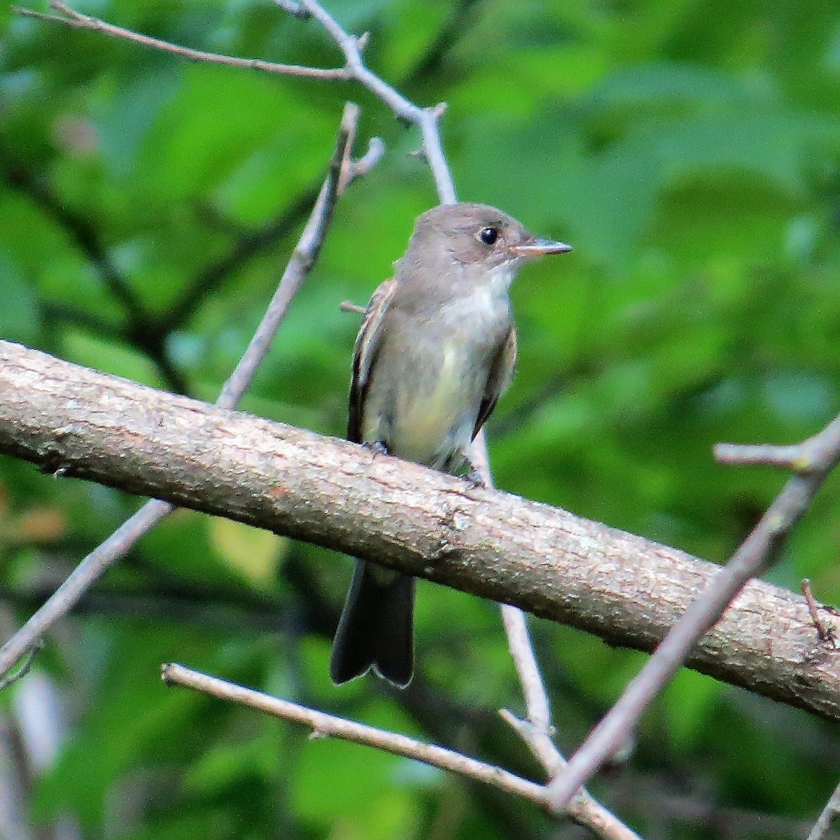 Eastern Wood-Pewee - ML369457621