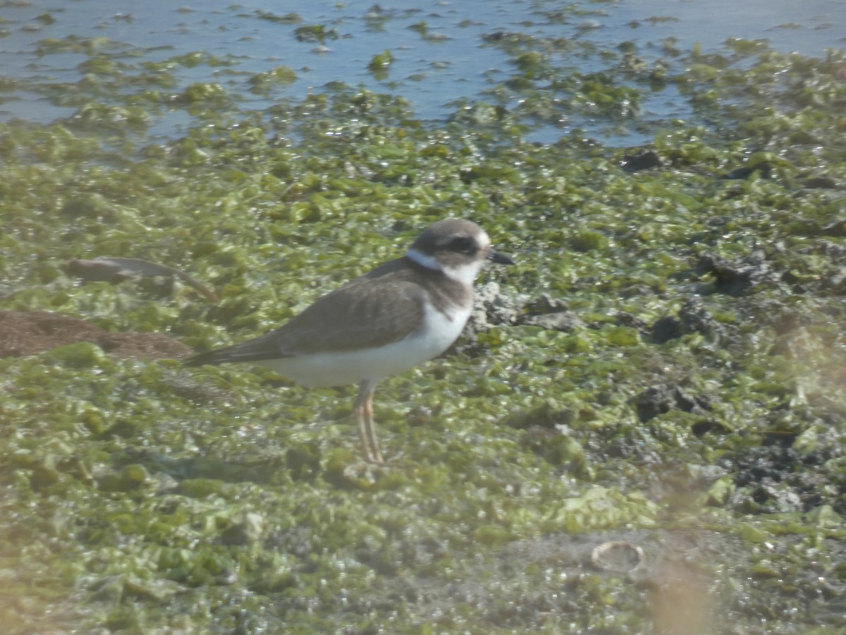 Common Ringed Plover - ML369457891
