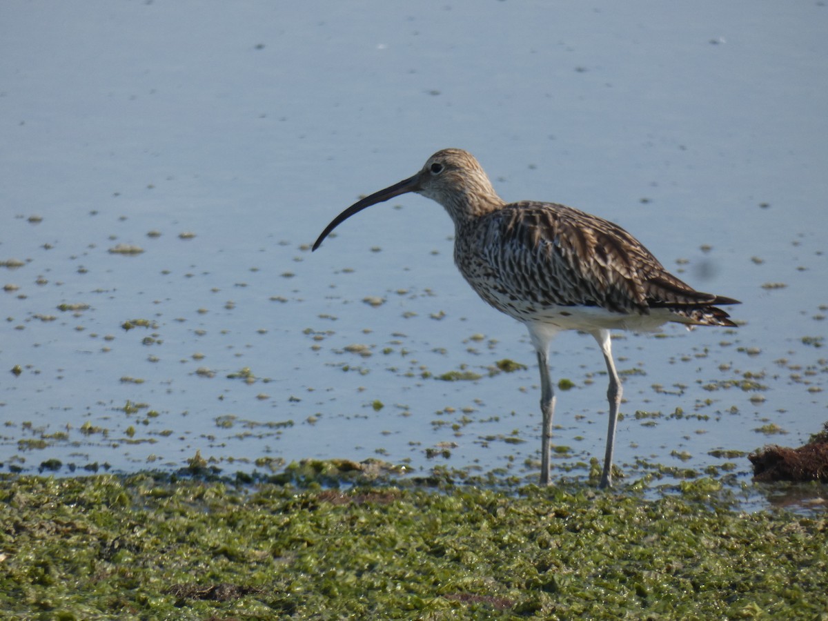 Eurasian Curlew - ML369458291