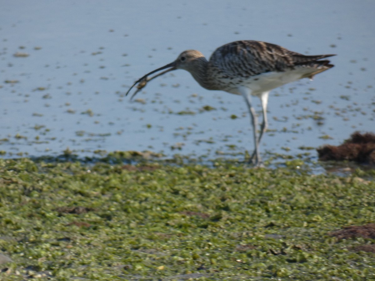 Eurasian Curlew - ML369458341