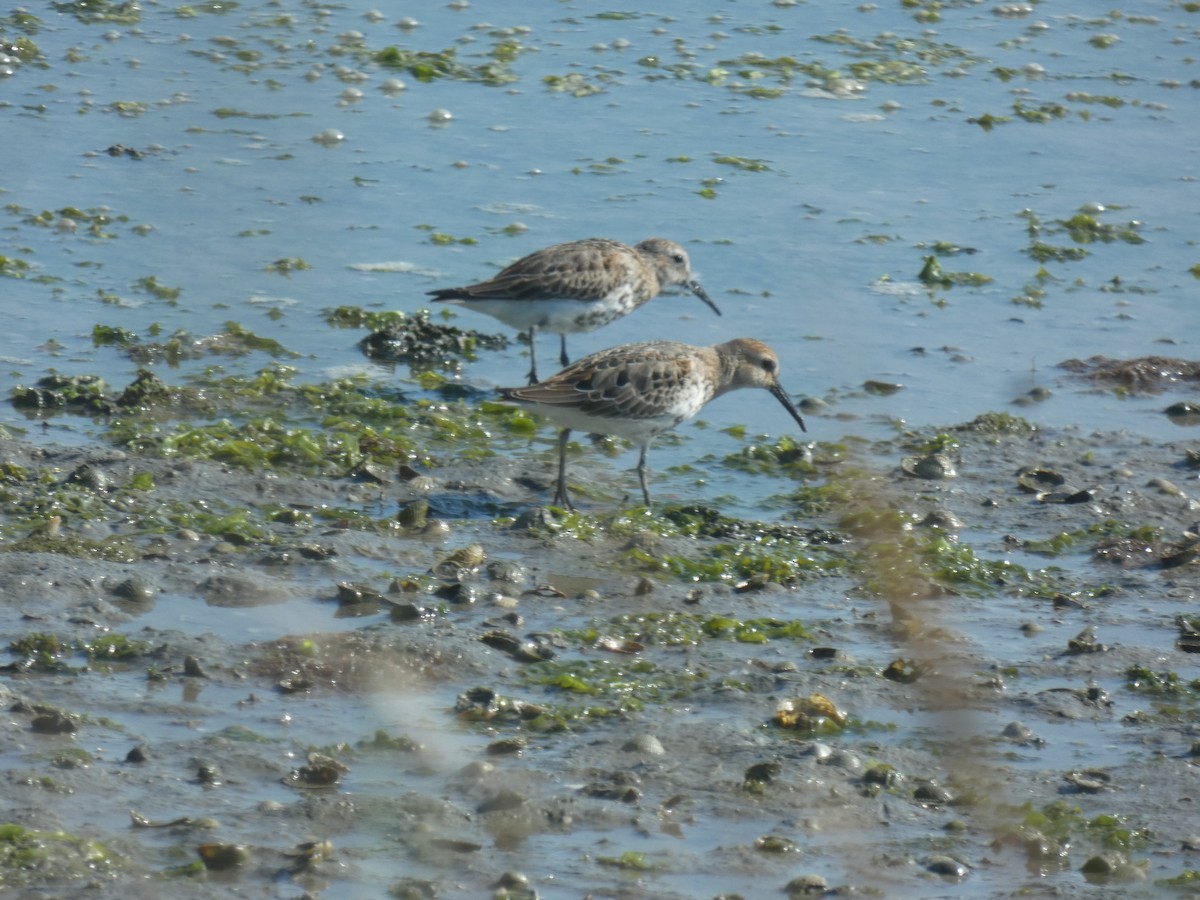 Dunlin - ML369458581