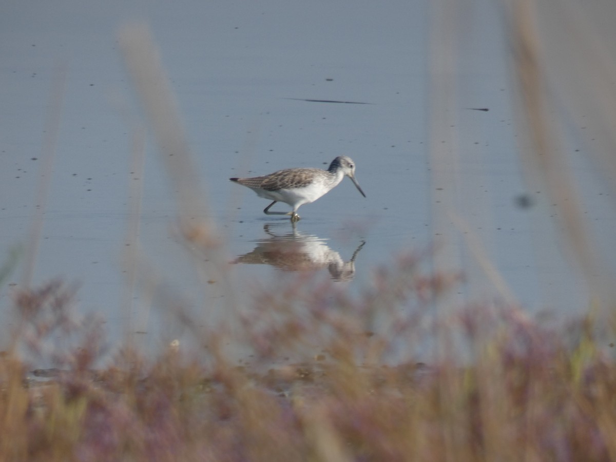 Common Greenshank - ML369458961