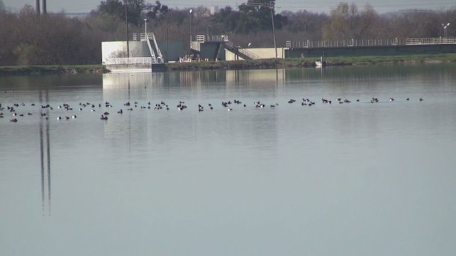 Lesser Scaup - ML369459461