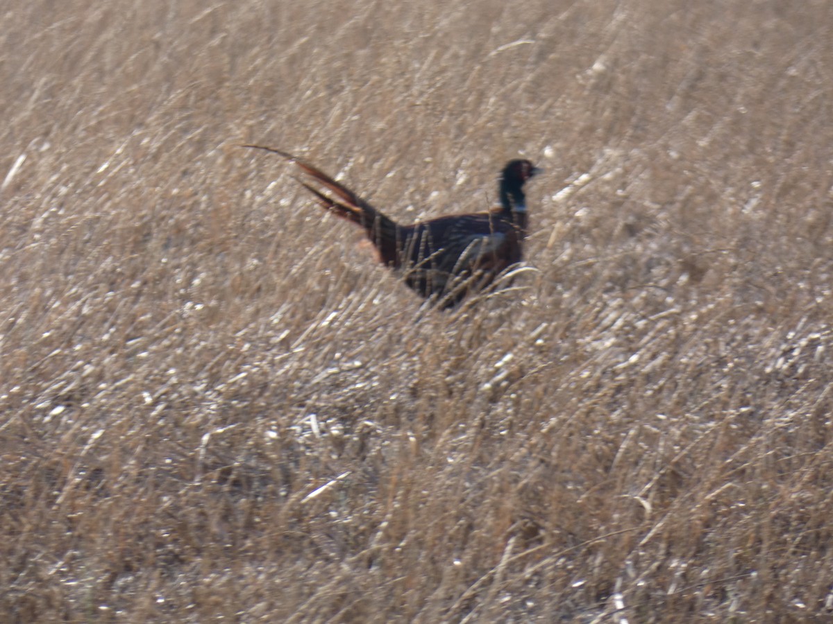 Ring-necked Pheasant - ML369459641