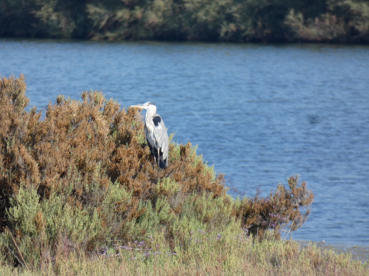 Gray Heron - ML369459851