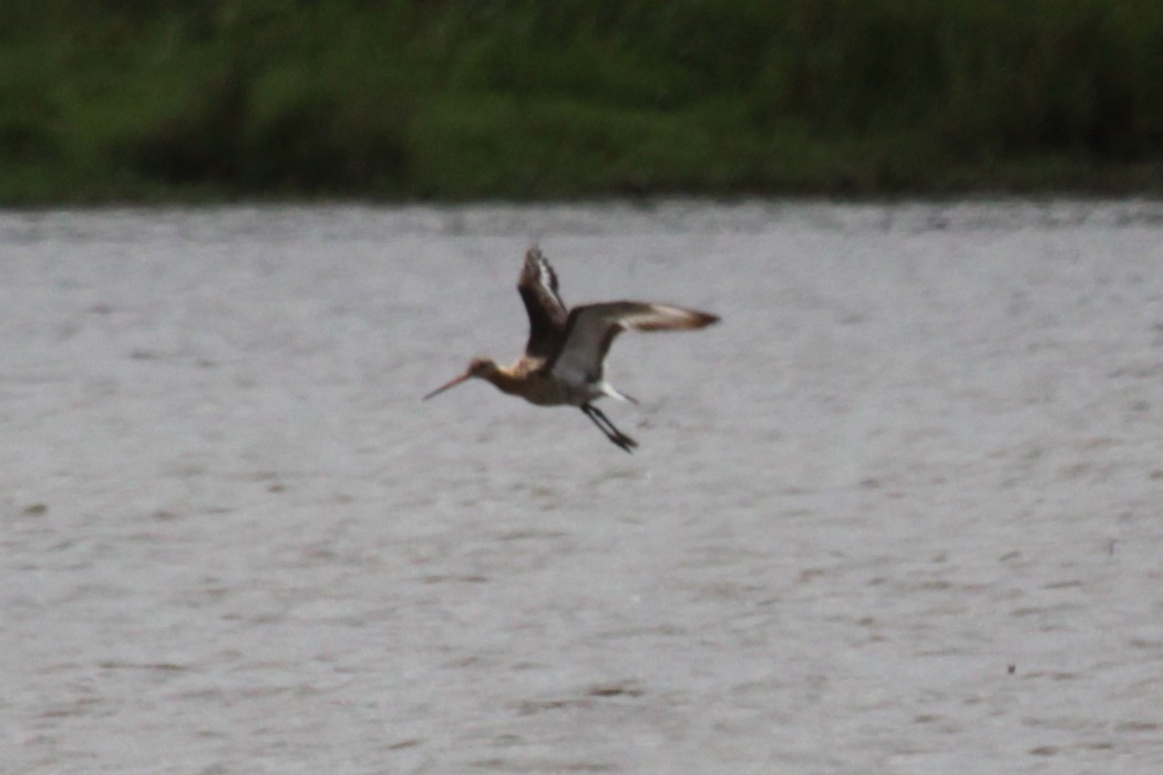 Black-tailed Godwit - ML369460011