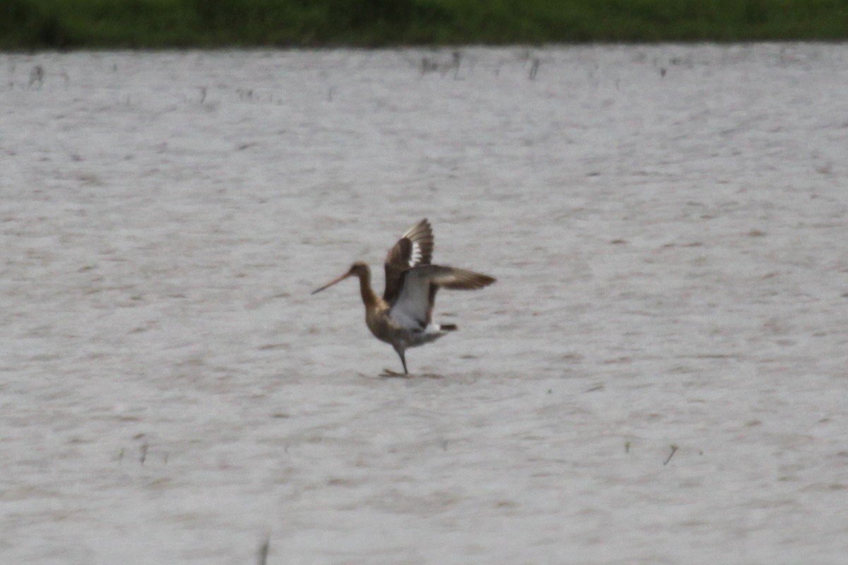 Black-tailed Godwit - ML369460031