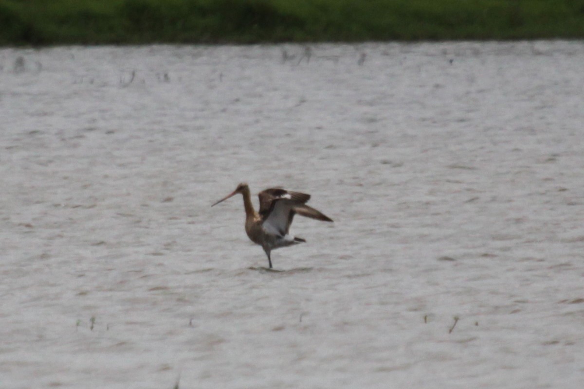 Black-tailed Godwit - ML369460041