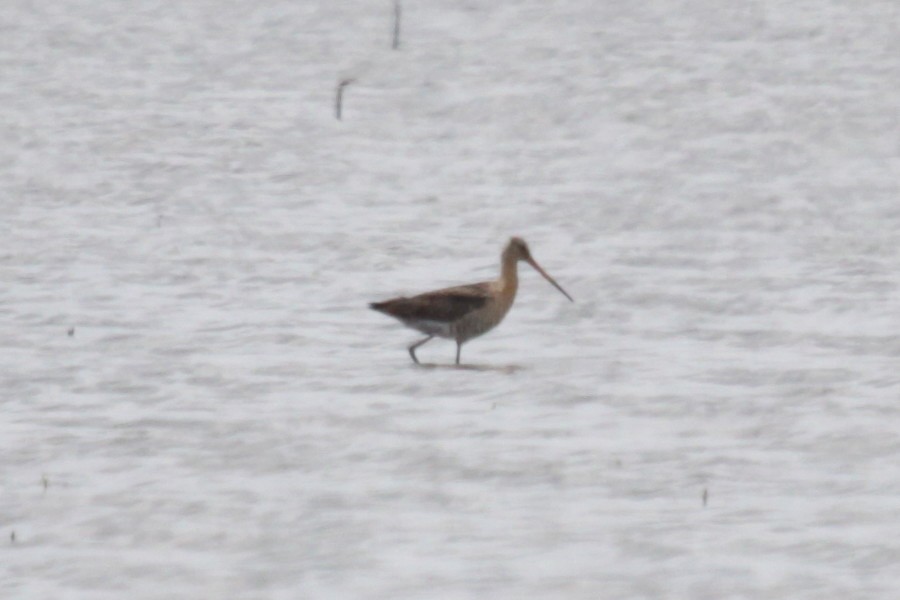 Black-tailed Godwit - ML369460051