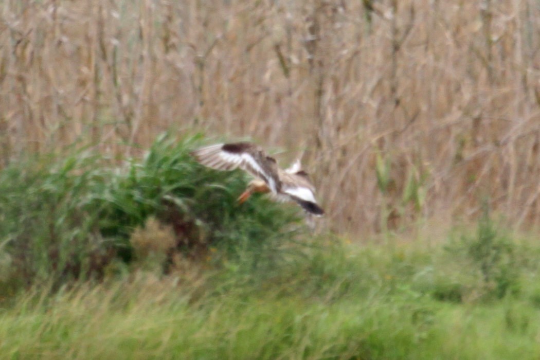 Black-tailed Godwit - ML369460061