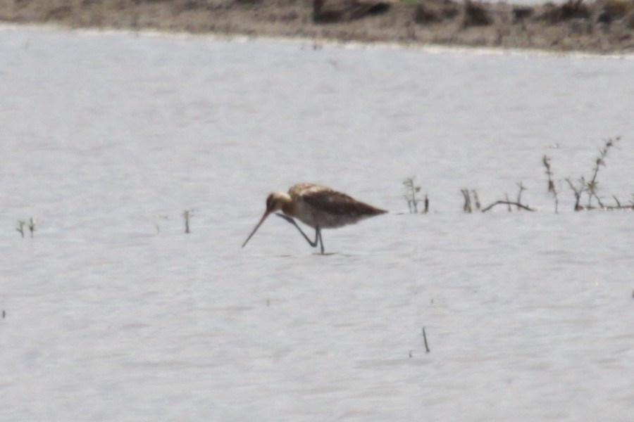 Black-tailed Godwit - ML369460091