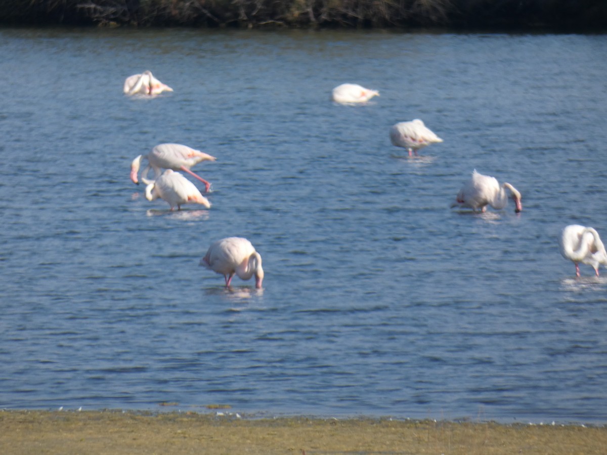 Greater Flamingo - ML369460101