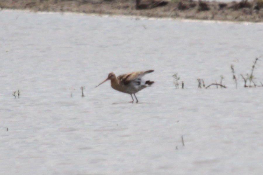 Black-tailed Godwit - ML369460121