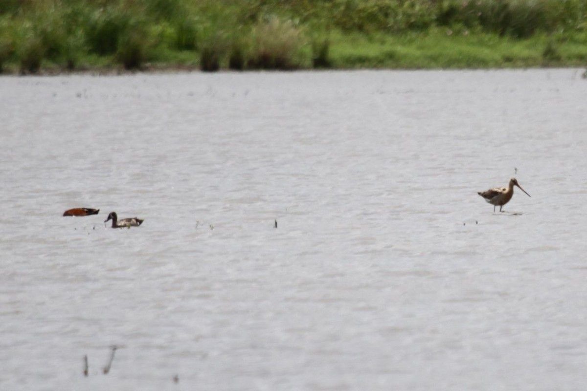 Black-tailed Godwit - ML369460201