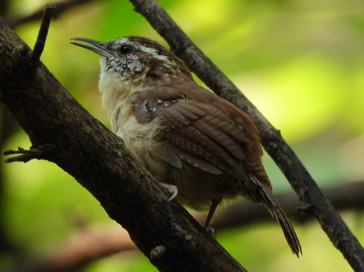 Carolina Wren - Mike Cianciosi