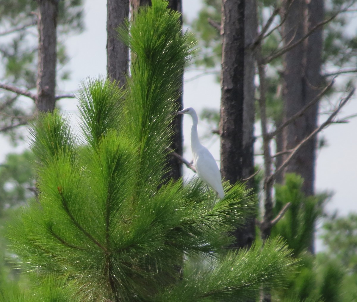 Little Blue Heron - ML369462271