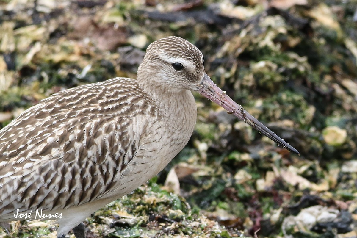 Bar-tailed Godwit - ML369465261