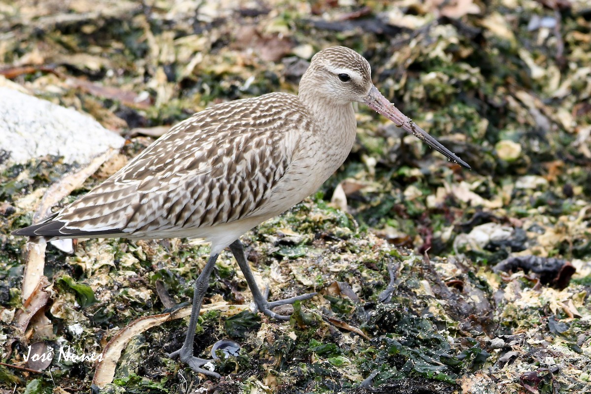 Bar-tailed Godwit - ML369465271