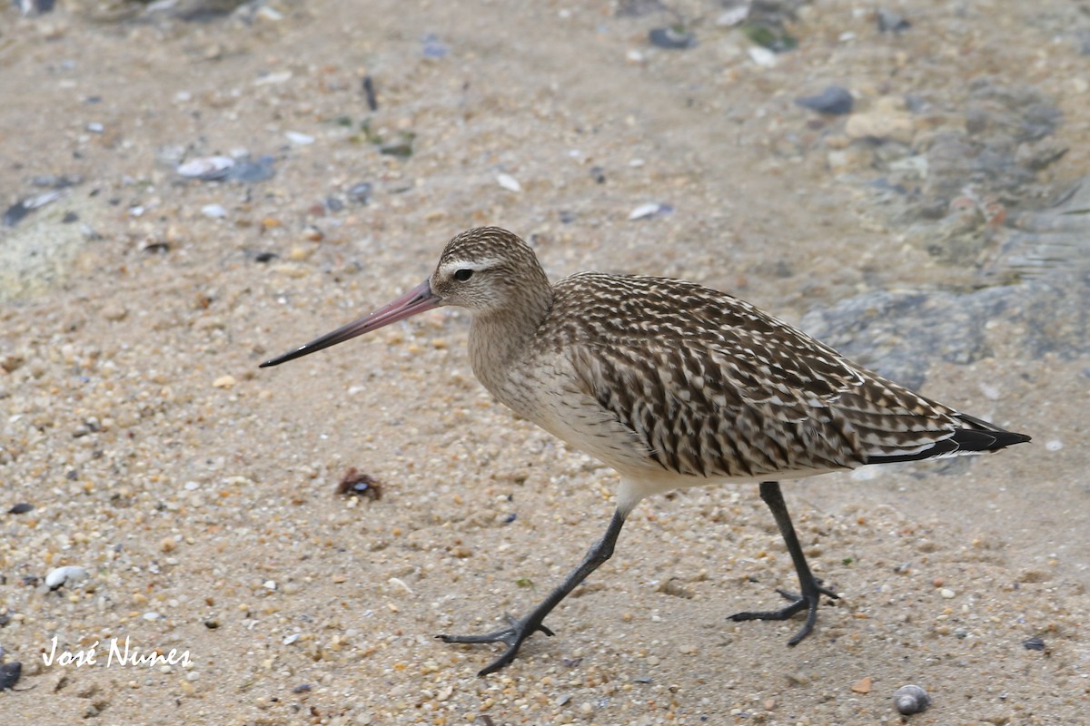 Bar-tailed Godwit - ML369465301