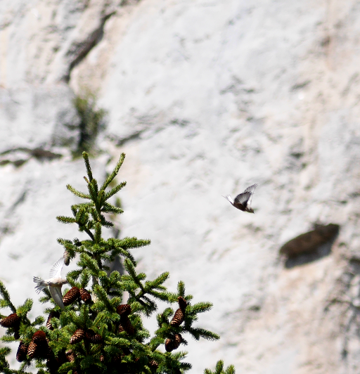 Eurasian Linnet - Laetitia Hart