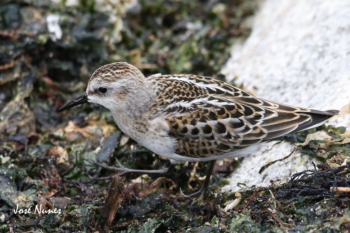 Little Stint - ML369465871