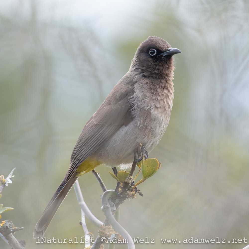 Cape Bulbul - ML369466551