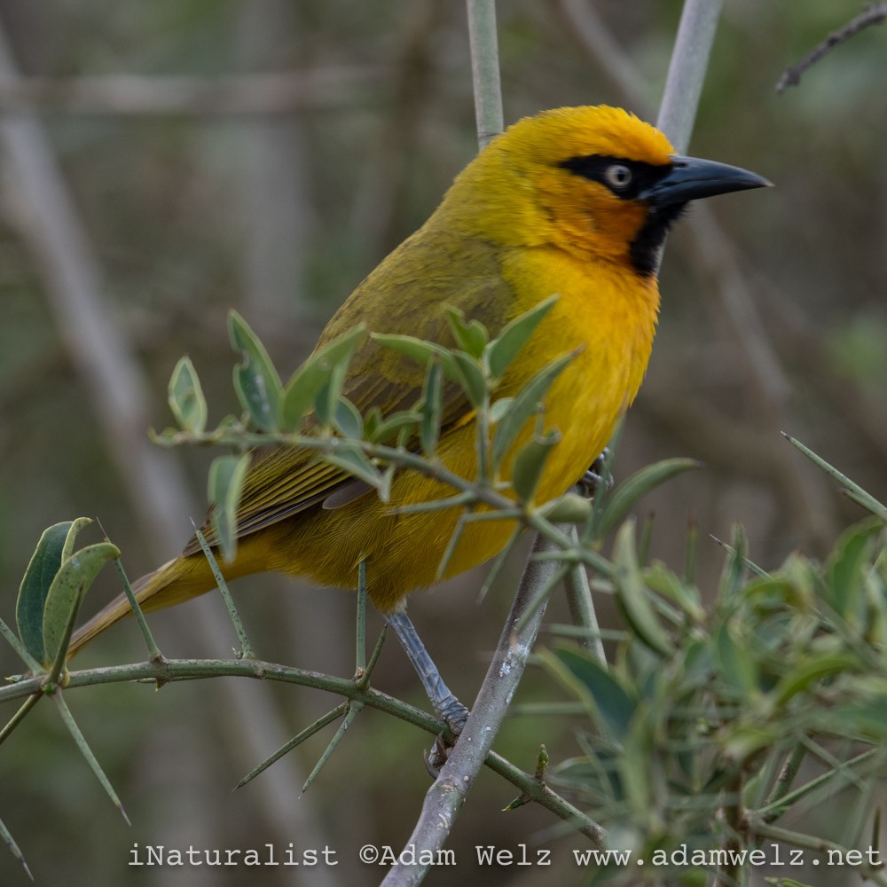 Spectacled Weaver - ML369466621