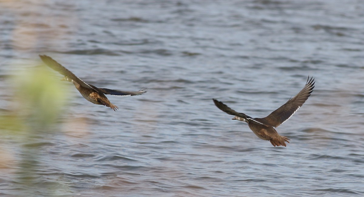Wood Duck - ML369467511