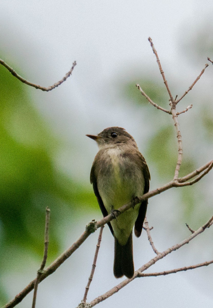 Eastern Wood-Pewee - ML369468051