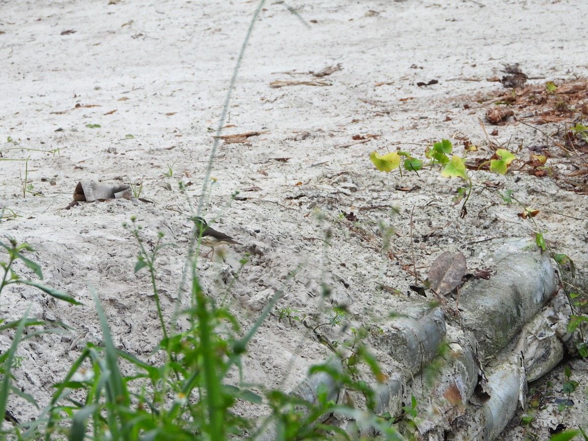 Louisiana Waterthrush - ML369468821