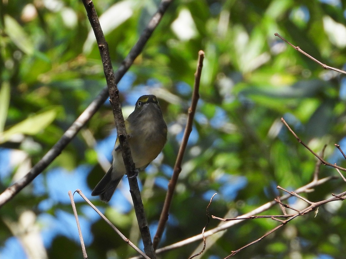 Ak Gözlü Vireo - ML369469021