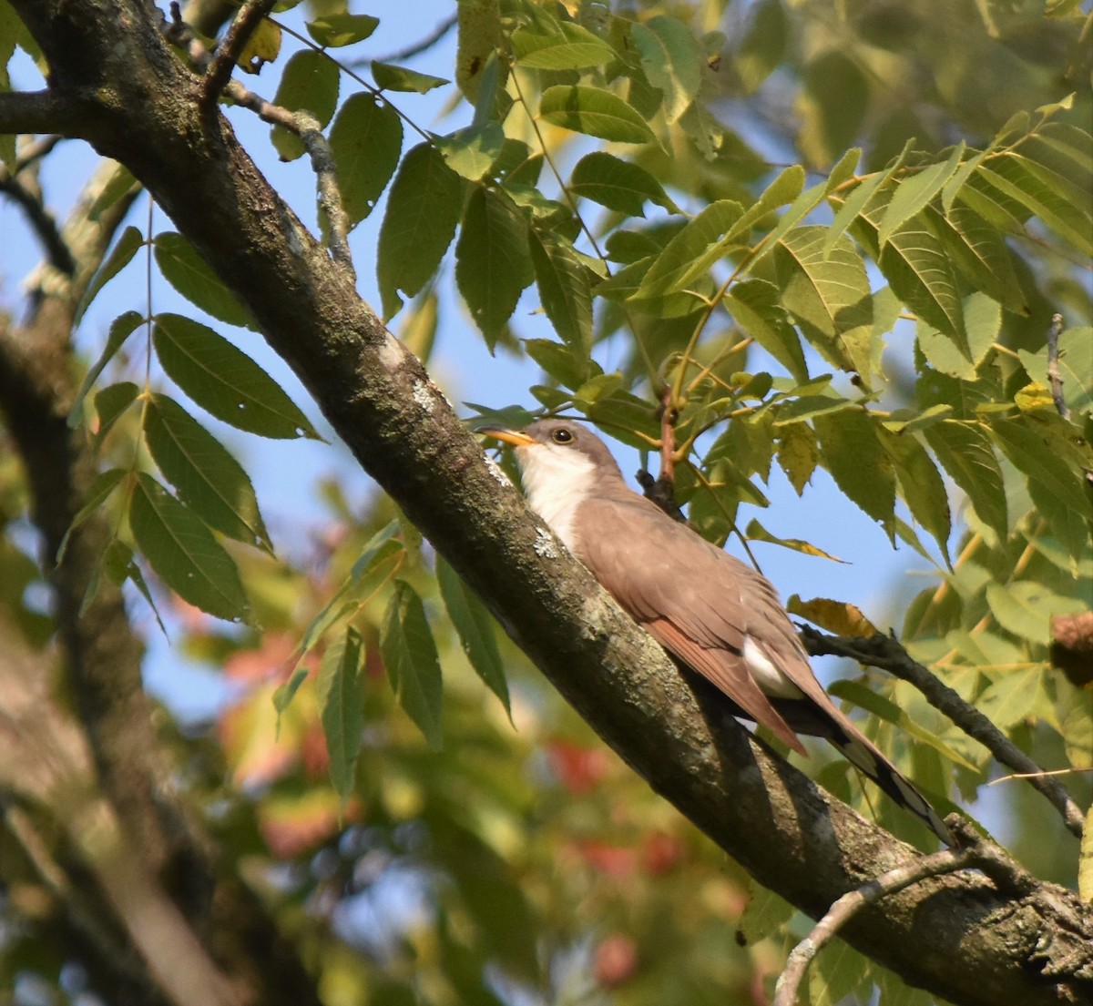 Yellow-billed Cuckoo - ML369472571