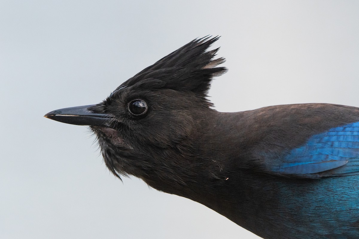 Steller's Jay - ML369472801