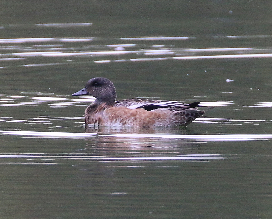 American Wigeon - ML36947331