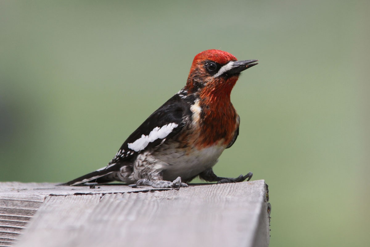 Red-breasted Sapsucker - ML36947391