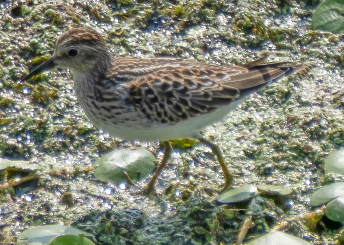 pygmésnipe - ML369474671