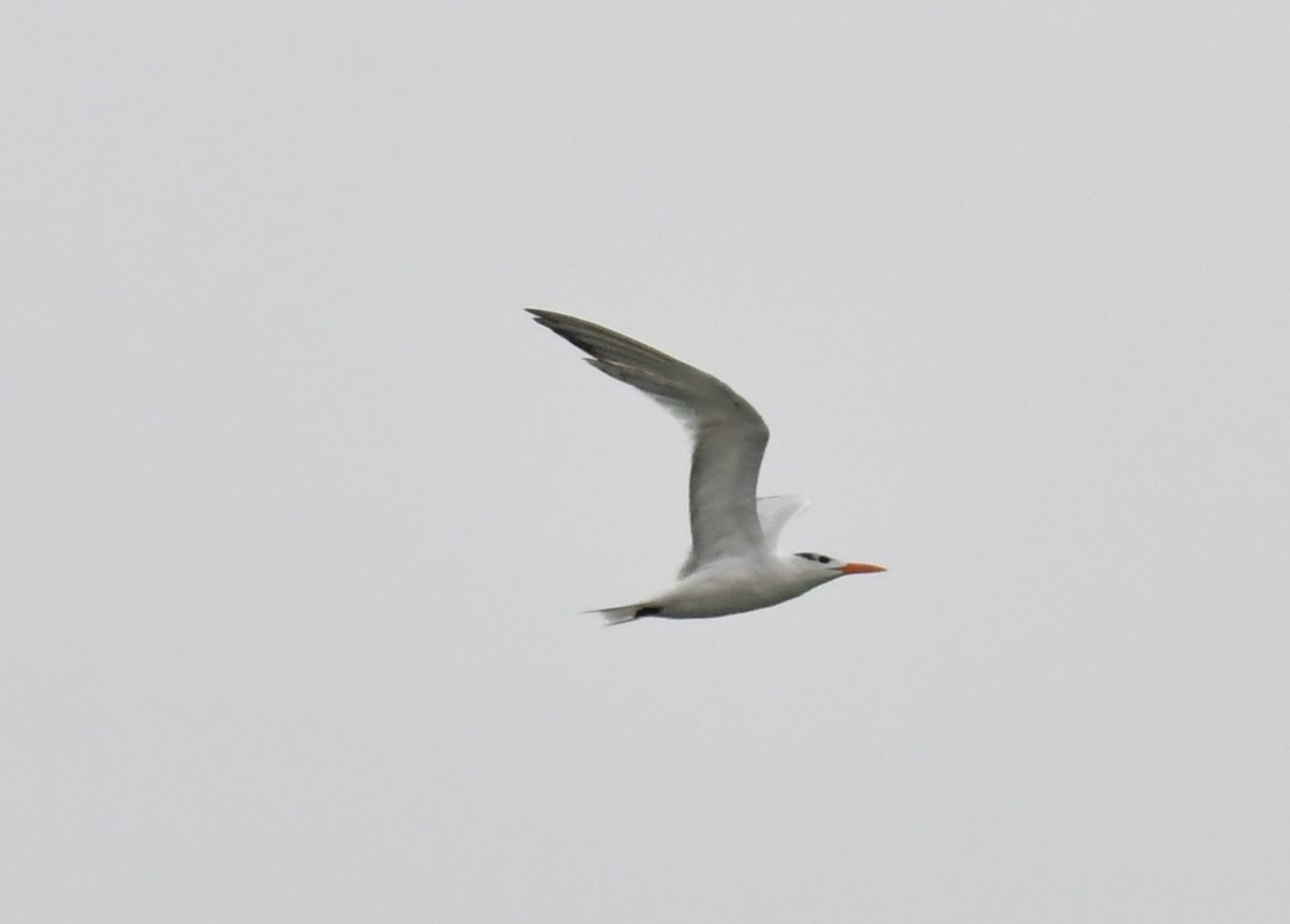 Royal Tern - ML369476321