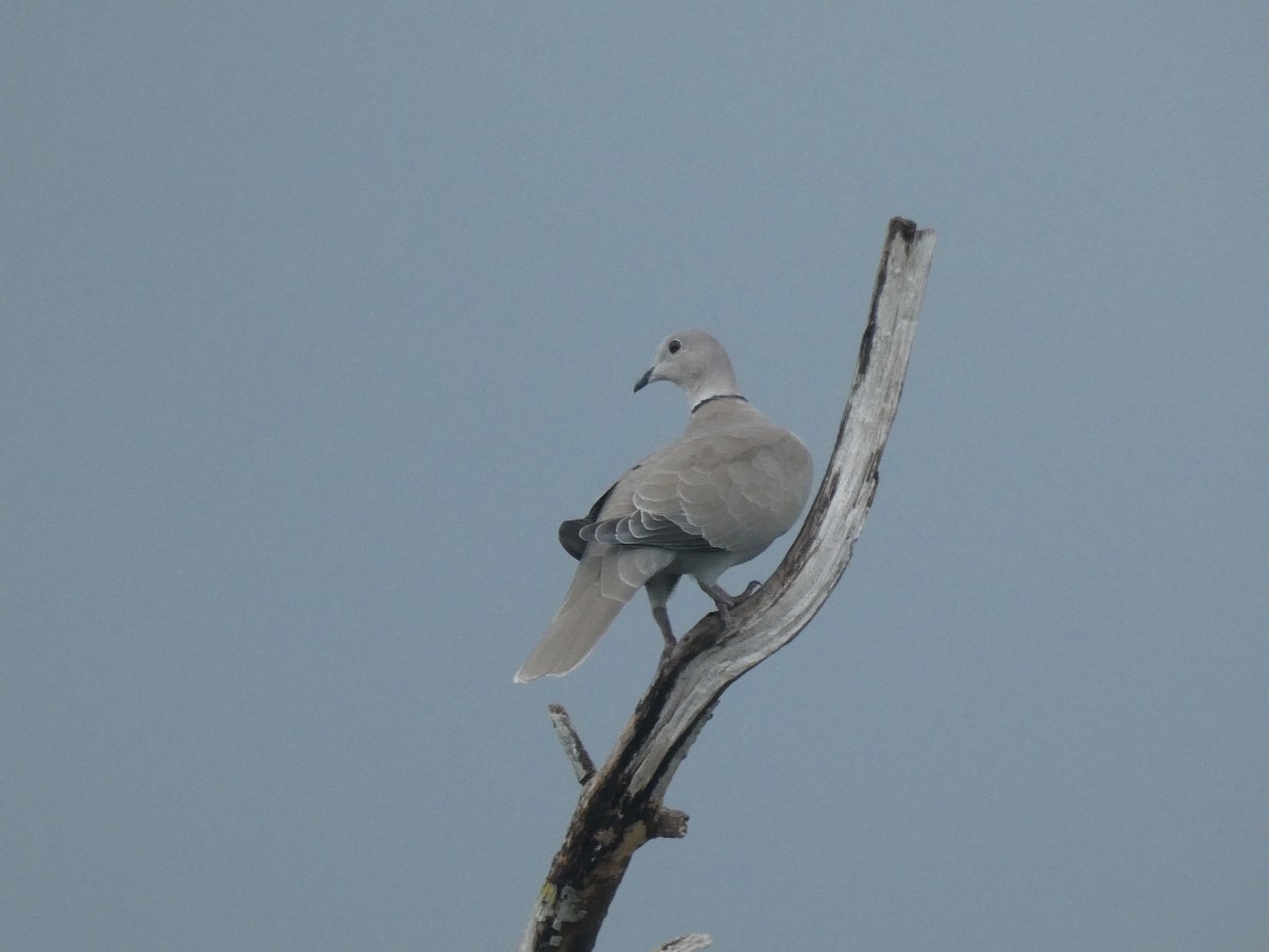 Eurasian Collared-Dove - ML369477001