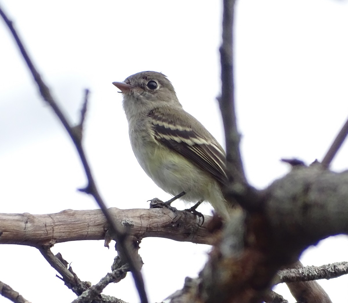 Least Flycatcher - ML369478741