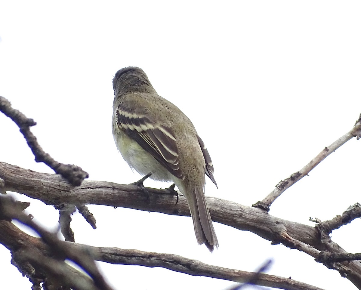 Least Flycatcher - ML369478751