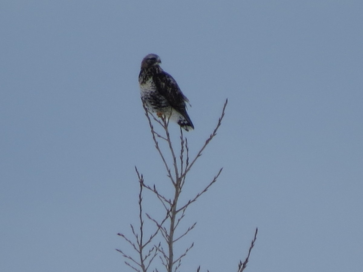 Rough-legged Hawk - ML36948021